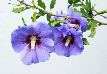 25 Purple ROSE Of SHARON HIBISCUS Syriacus Flower Tree Bush Seeds
